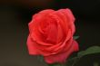 Red Rose
