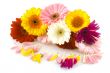 pink red and yellow