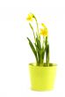pot with daffodils