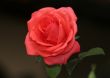 Red Rose