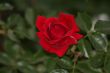 Red Rose