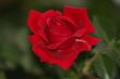 Red Rose