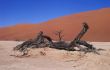 Sand desert