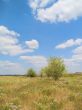 Lonely trees on a field