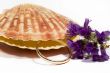beautiful Seashell isolated on white background