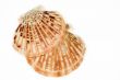 beautiful Seashell isolated on white background