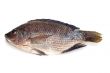 raw fish on white