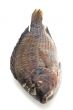 raw fish