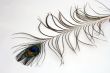 peacock plume