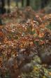 Dry fern.