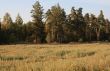 Meadow in autumn wood.