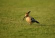 hoopoe