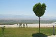 lonely tree