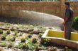 watering
