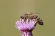 pollination