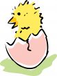 Baby chick