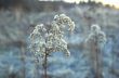 Plant in a snow