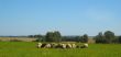 Herd of sheeps