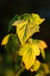 currant