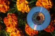 cd and flowers
