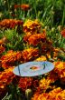 cd and flowers