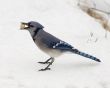 Blue Jay