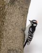 Downy Woodpecker