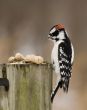 Downy Woodpecker