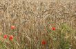 Cornfield