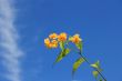 Yellow Flower