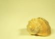 Cockleshell of a mollusc close up