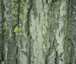 Texture - a bark of an old tree
