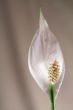 Pure white pistil