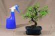 water bonsai