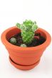 cactus pot