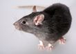 rat