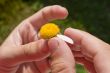 last petal of camomile