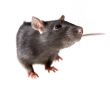 rat
