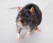 rat