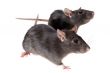 two funny rats