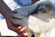 eye of goat