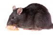 rat and tangerine