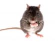 rat