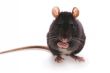 rat