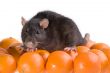 rat and tangerines