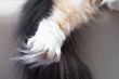 cat`s white leg