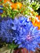 Vibrant flowers
