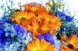 Vibrant flowers