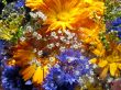 Vibrant flowers