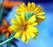 Vibrant flowers